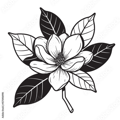 Elegant hand drawn magnolia flower with surrounding leaves vector illustration design