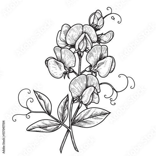 Elegant hand drawn sweet pea flower arrangement black and white floral illustration