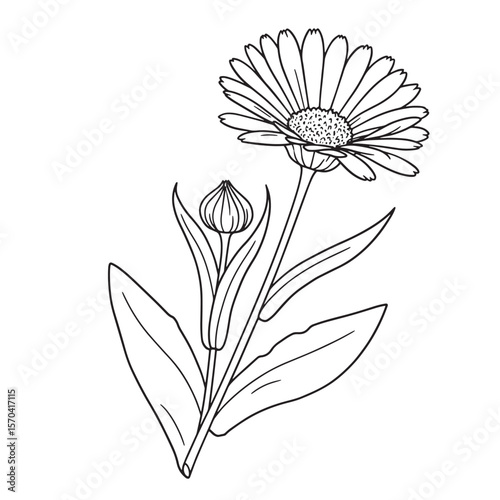 Elegant line drawing of a calendula flower with a bud and detailed foliage