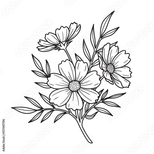 Elegant outline illustration of cosmos flowers and leaves in a botanical arrangement