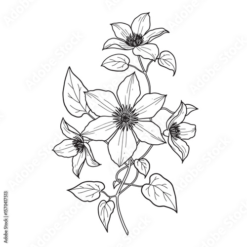 Intricate line art illustration of a blooming clematis flower with elegant details