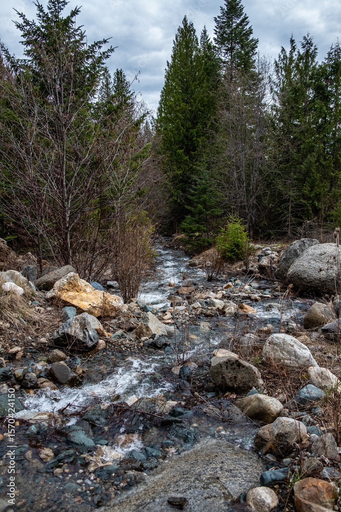 river in the forest river in the forest