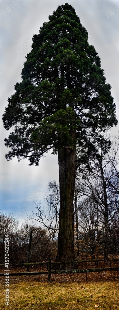 Obraz premium Giant sequoia