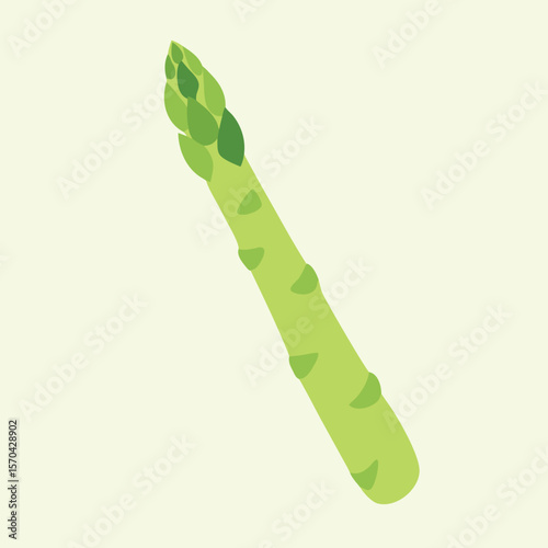 Green asparagus stalk with layered buds and segmented stem vegetable food