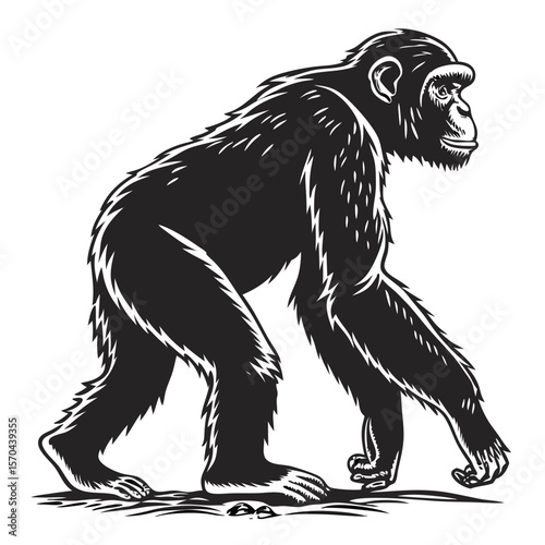 Ape Silhouette Isolated Wild Animal on White Background