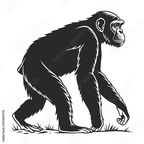 Ape Silhouette Isolated Wild Animal on White Background