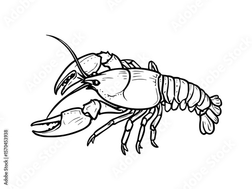 crayfish vector illustration