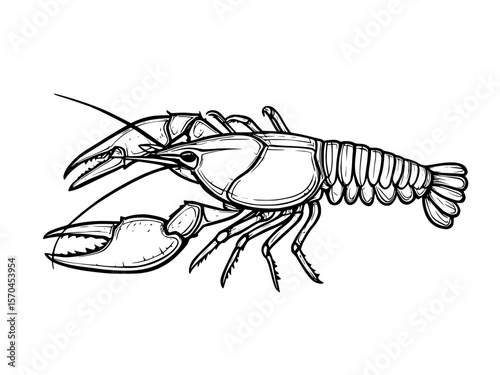 crayfish vector illustration