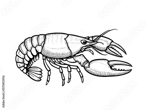Crayfish Illustration