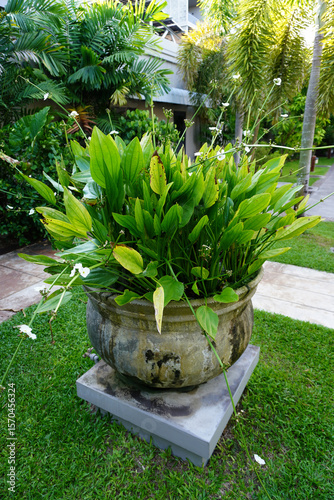 Garden decorating ideas, Flowering aquatic plants in big modern cement pottery for tropical gardens style or Bali style gardens 