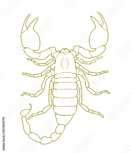 mperor Scorpion