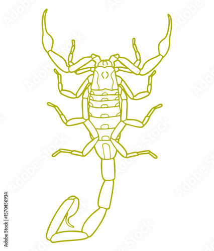  Striped Bark Scorpion