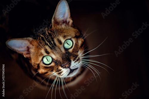 portrait of a cat on black background
