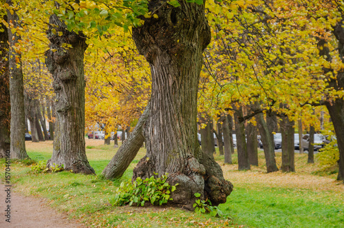 large trees with large growths on the trunk in the park in autumn