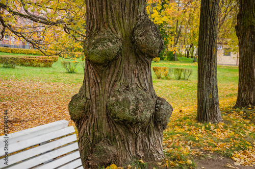 large trees with large growths on the trunk in the park in autumn