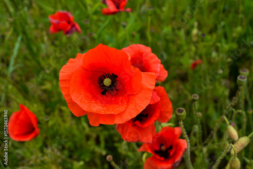 Meadow with beautiful bright red poppy flowers in spring