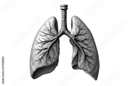 human lungs isolated on white background