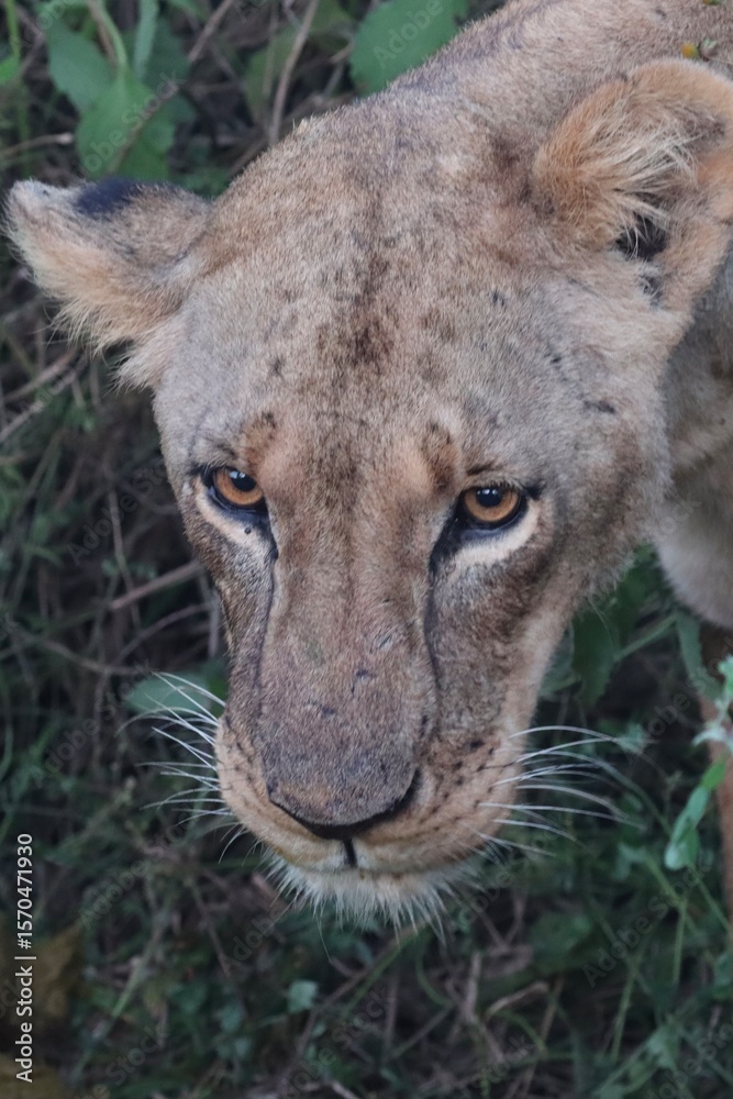 Obraz premium Dus prowl