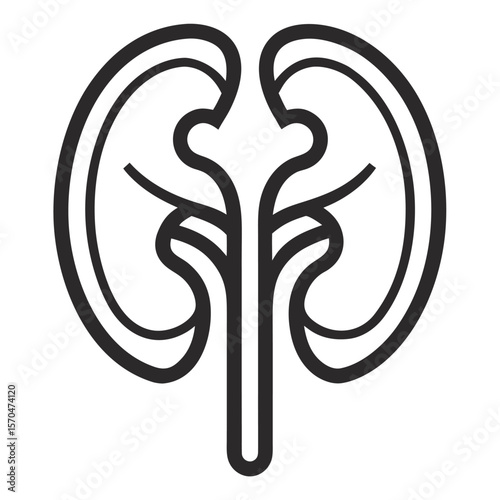 vector illustration of a human kidney