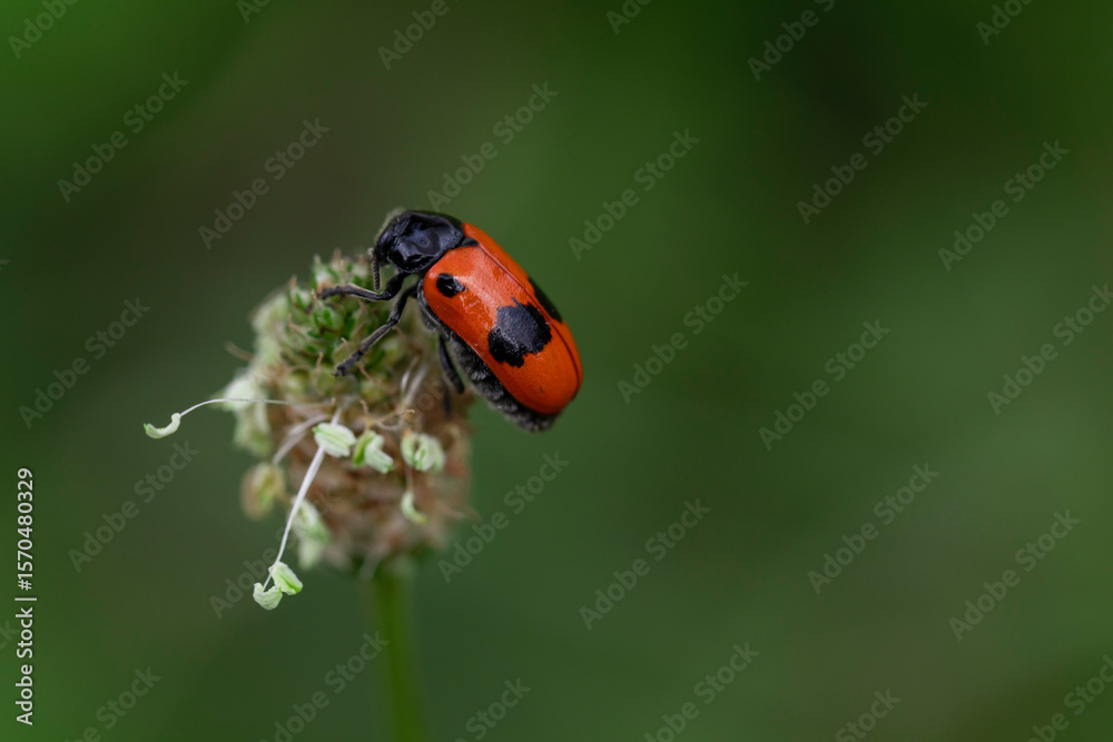 Obraz premium Close-up of a Clytrini beetle with vibrant red and black shell on flower head, macro insect photo with blurred natural background