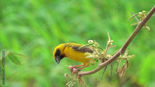 Wallpaper Mural The golden bird singing on a branch Torontodigital.ca