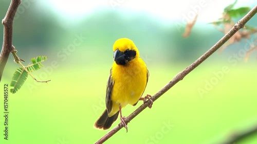 The golden bird singing on a branch