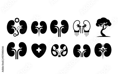 A detailed anatomical illustration of a human kidney in a clean minimalist silhouette style showcasing its intricate internal structure and outer shape