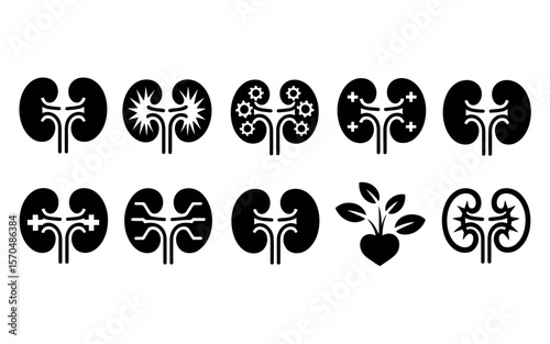 A detailed anatomical illustration of a human kidney in a clean minimalist silhouette style showcasing its intricate internal structure and outer shape
