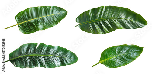 Four banana palm leaves isolated on transparent background