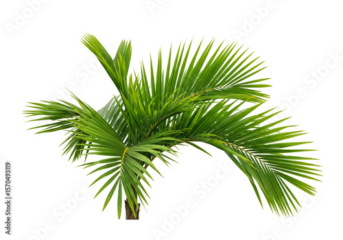 Green Palm Tree Foliage Isolated Transparent Background