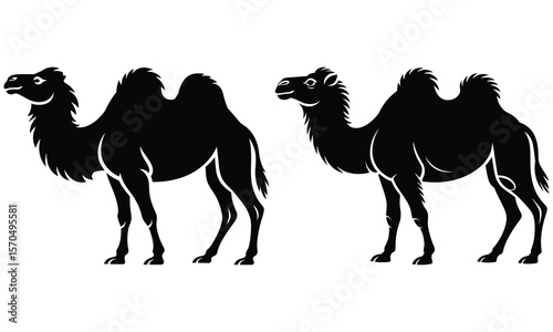 camel vector illustration