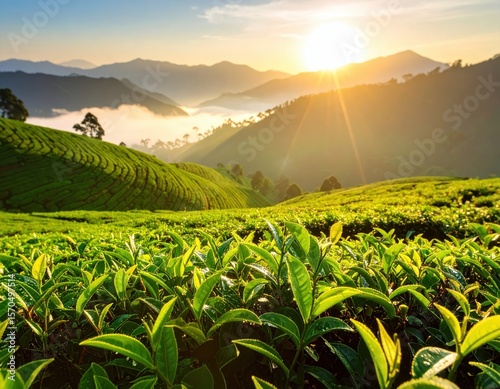 Serene Sunrise Over Lush Green Tea Plantation in Mountain Valley