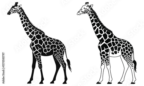 giraffe vector illustration