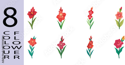 Gladiolus Flower Flat Illustration Tall Summer Spike Bloom Design