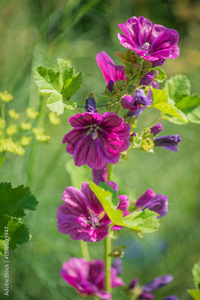 Fototapeta premium Vibrant malva flowers showcase their rich shades among lush greenery on a warm summer day