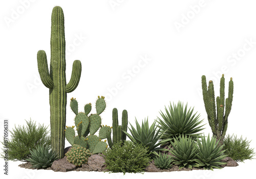 Isolated Cactus Garden Flora Plants Green Nature Background PNG