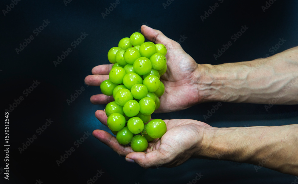 green Shine Muscat grapes held by healthy male hands against a dark background, perfect for showcasing vitamin-rich healthy food green Shine Muscat grapes held by healthy male hands against a dark background, perfect for showcasing vitamin-rich healthy food