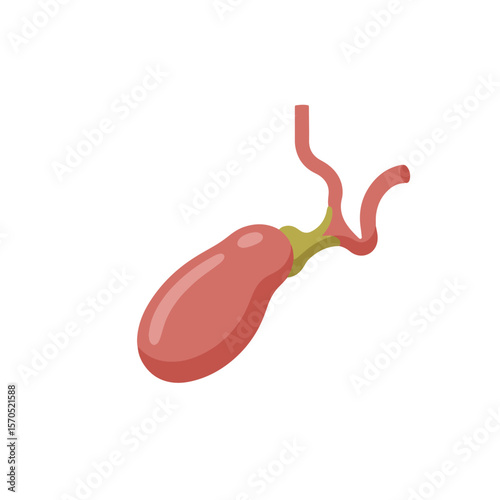 Vector Illustration of the Gallbladder