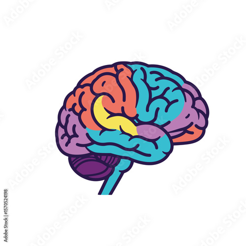 Colorful Human Brain Lobes Vector Illustration