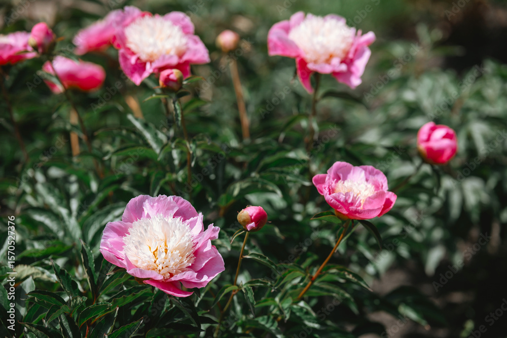 Fototapeta premium Beautiful peonies blooming in a vibrant garden during sunny spring day