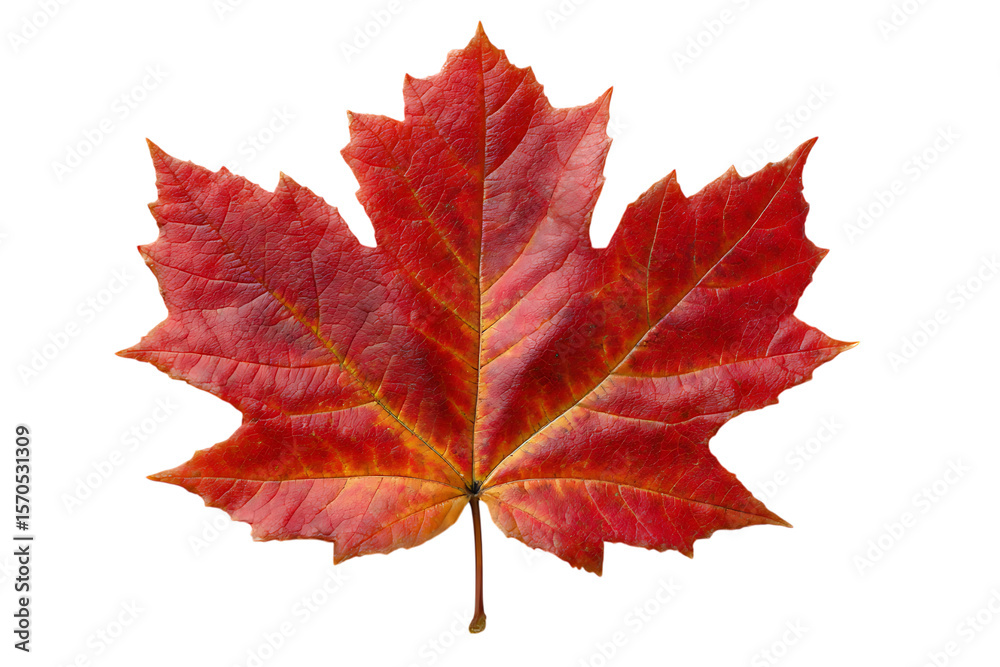 Obraz premium Vibrant red maple leaf with detailed veins isolated on transparent background