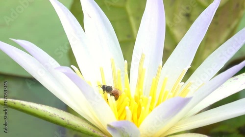 Wallpaper Mural Bee is collecting nectar from a lotus flower in the pond Torontodigital.ca
