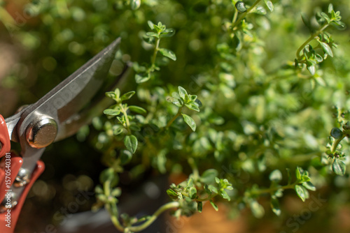close-up of garden shears and thyme herbs