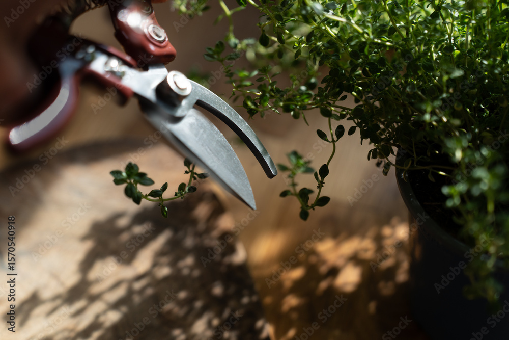 Obraz premium A view of fresh aromatic herbs thyme with scissors on a wooden table with copy space