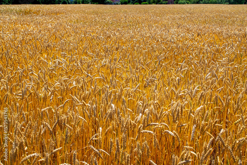Agricultural culture, golden wheat field