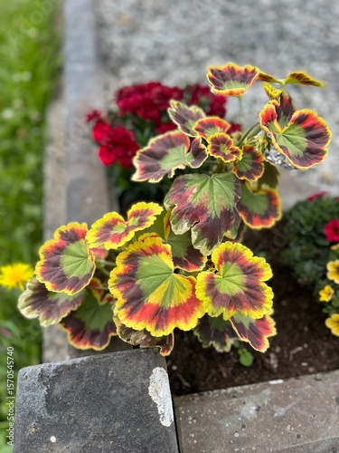 Φωτογραφία Zonal Geranium - Mrs. Pollock in the garden