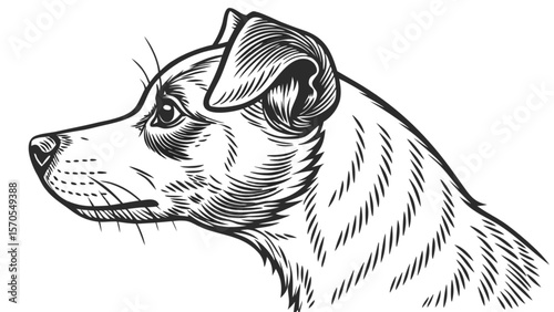 Dog portrait line art vector