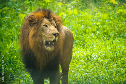 Photography Majestic African lion (Panthera leo) in a vibrant green safari grassland
