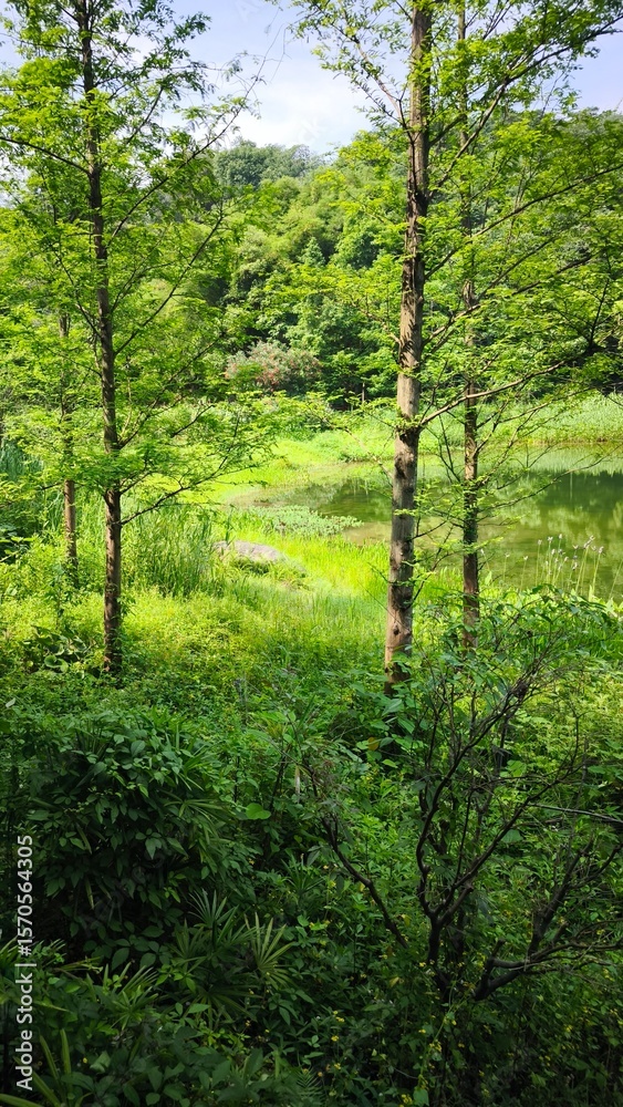 green forest in the morning green forest in the morning