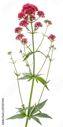 red valerian flower on white

